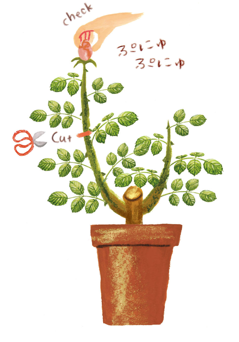 4 5 6月のバラ栽培 バラの育て方 栽培管理 はじめてのバラ