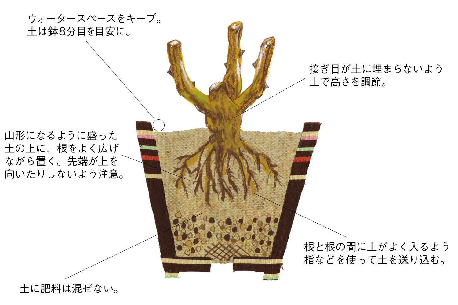 1 2 3月のバラ栽培作業 バラの育て方 栽培管理 はじめてのバラ