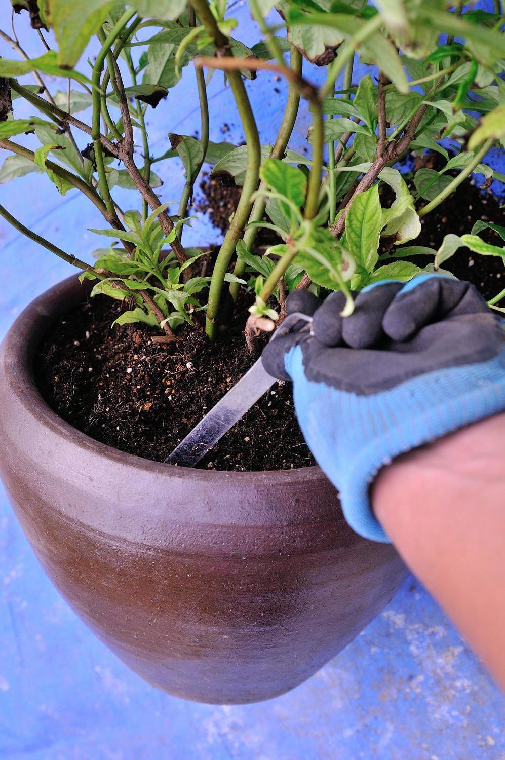 紫陽花を青く咲かせる 青アジサイの土 By ひで 使ってみた ガーデンスタイリング一押しアイテム