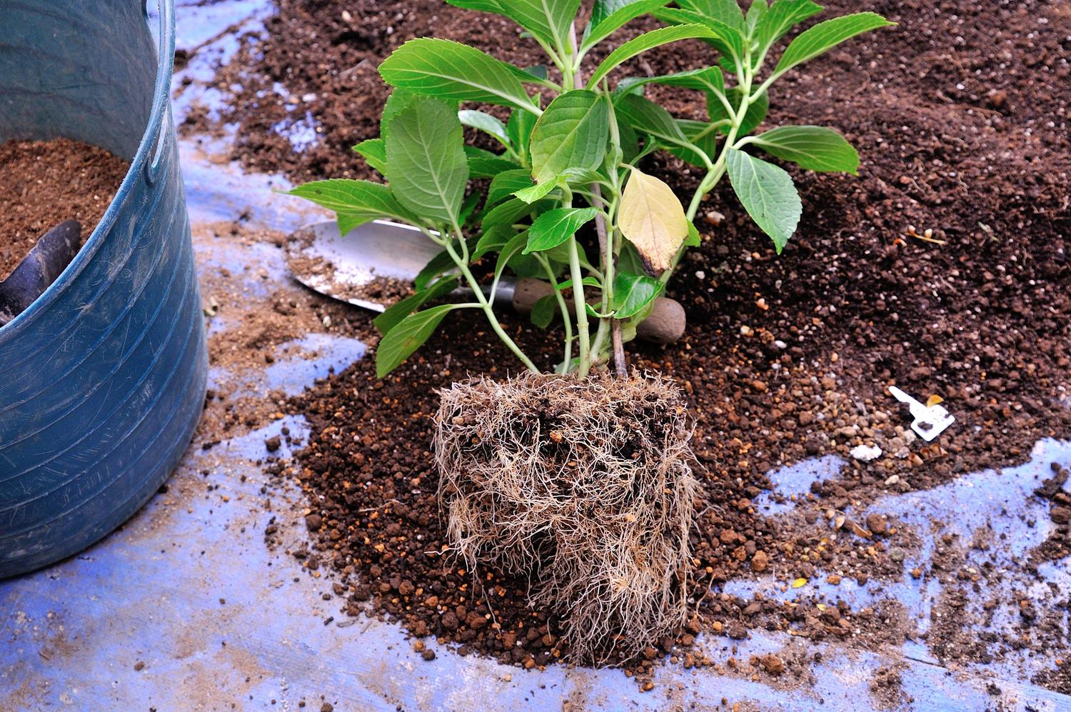 アジサイ 育て 方 鉢植え