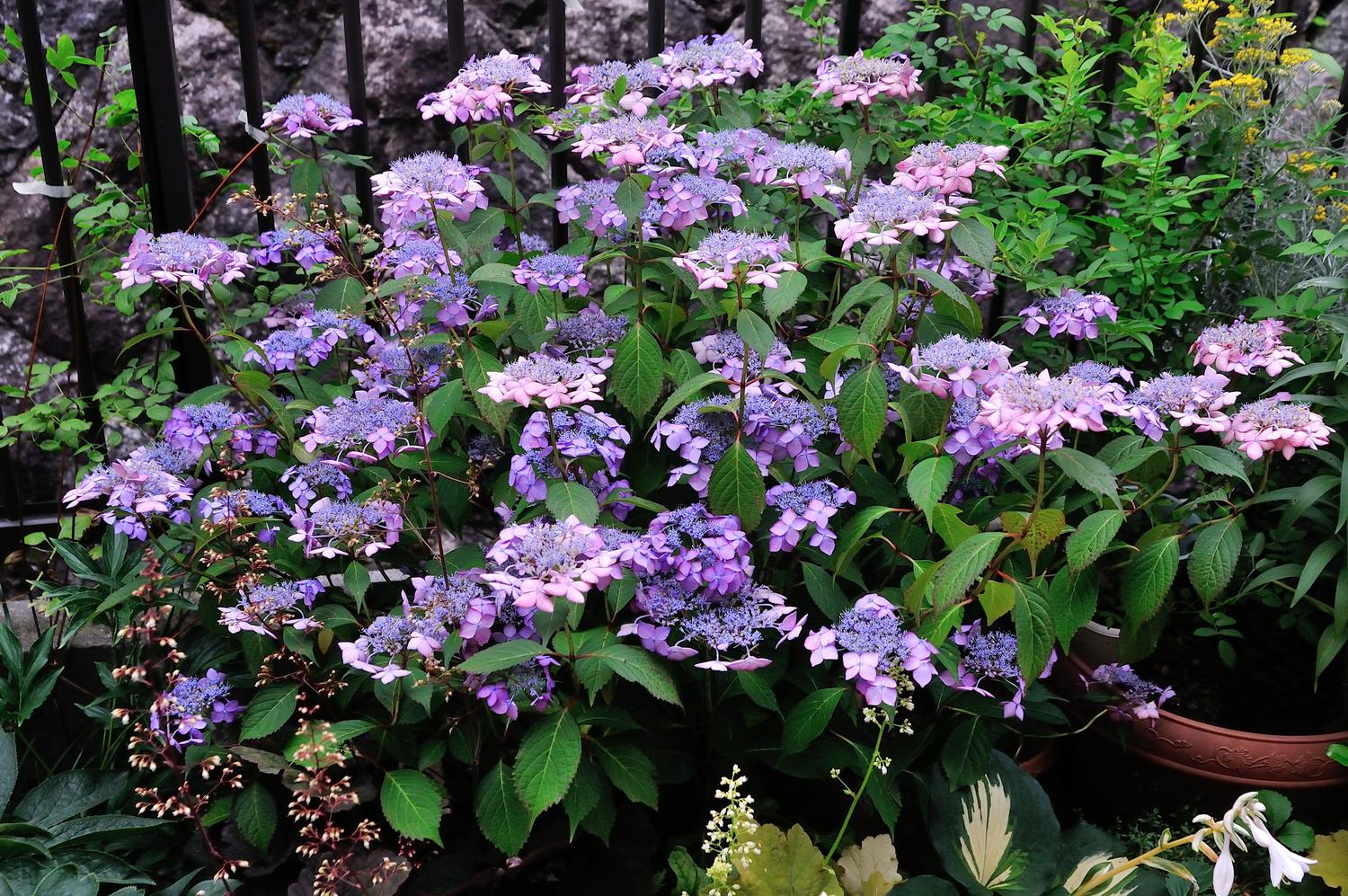 紫陽花を青く咲かせる 青アジサイの土 By ひで 使ってみた ガーデンスタイリング一押しアイテム