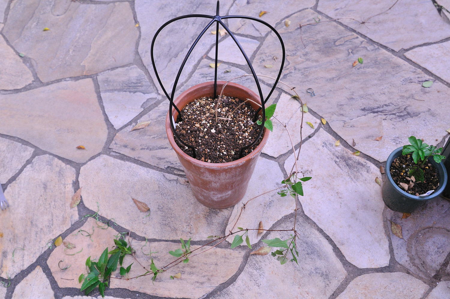 DSC_4249.jpg