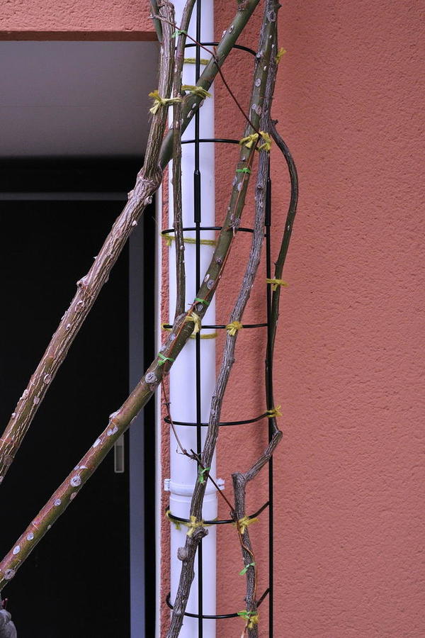 DSC_4592.jpg
