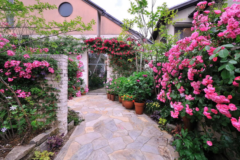 6周年記念イベントが バラ愛好家のガーデンスタイル ベランダ 玄関 小さな庭の花 野菜づくり教室