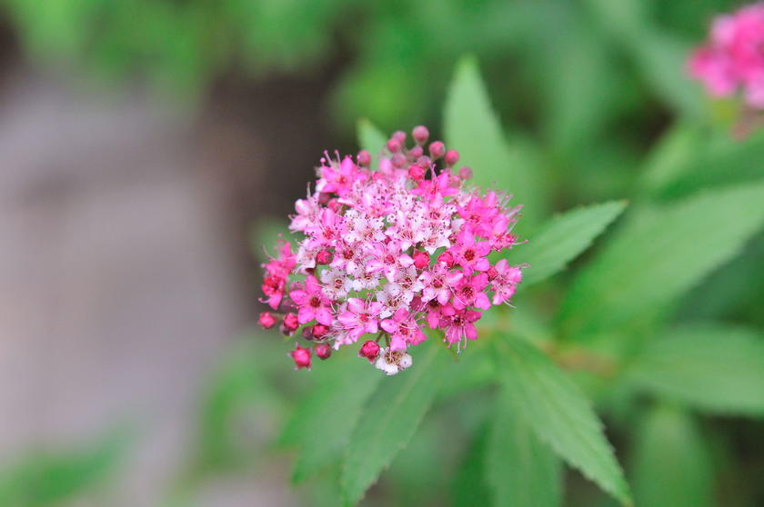 庭に彩りを添える 花咲く低木 風景 をつくるガーデニング術