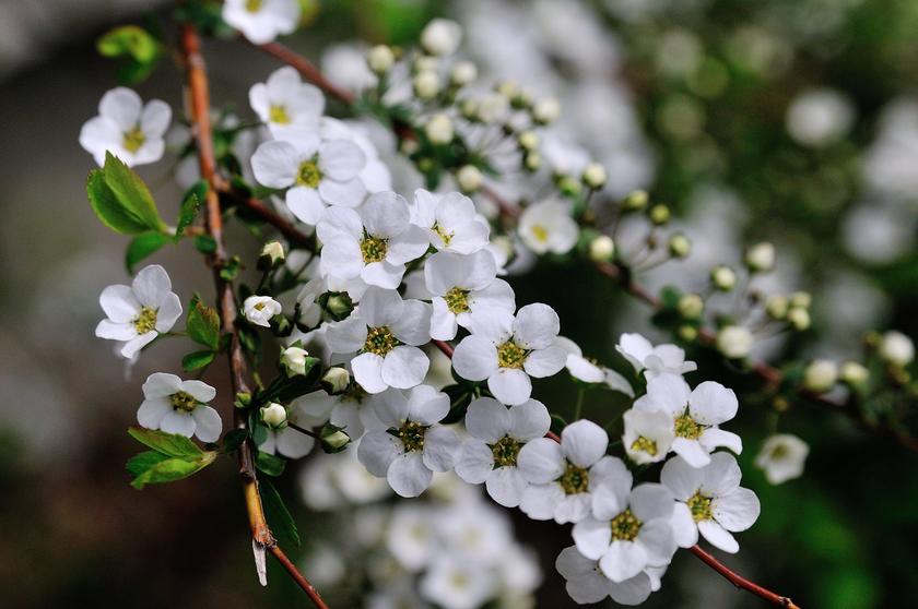 庭に彩りを添える 花咲く低木 風景 をつくるガーデニング術