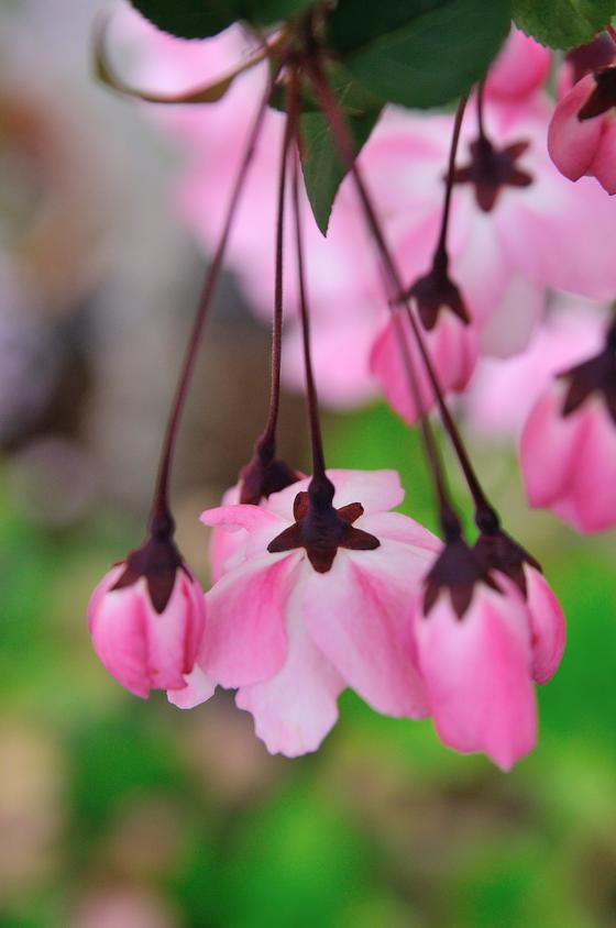 庭に彩りを添える 花咲く低木 風景 をつくるガーデニング術