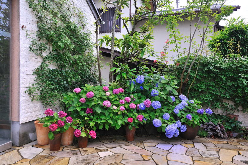 庭に彩りを添える 花咲く低木 風景 をつくるガーデニング術