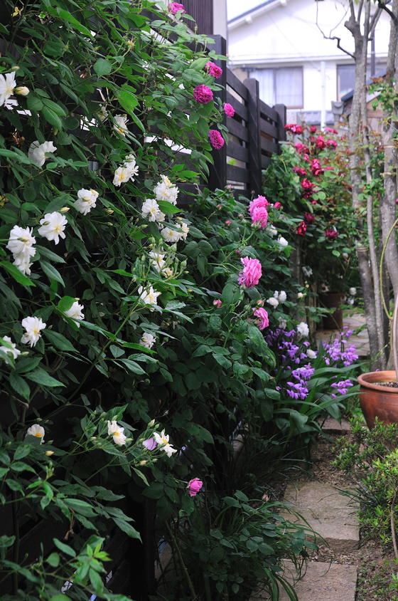 青い花の咲く 我が家のオススメの宿根草 風景 をつくるガーデニング術