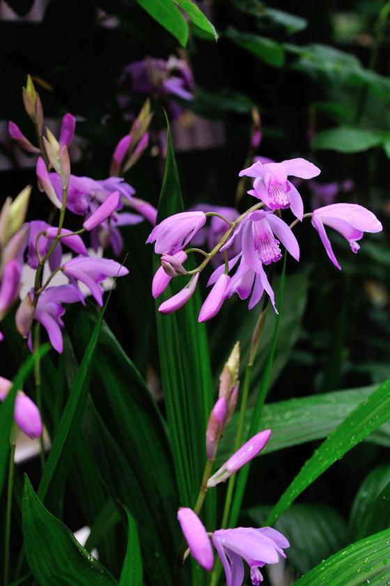 青い花の咲く 我が家のオススメの宿根草 風景 をつくるガーデニング術