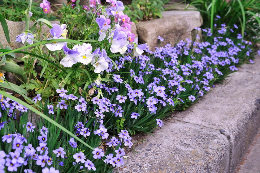 青い花の咲く 我が家のオススメの宿根草 風景 をつくるガーデニング術