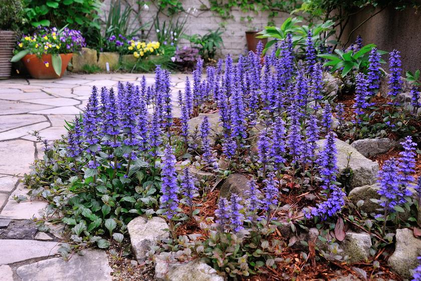 青い花の咲く 我が家のオススメの宿根草 風景 をつくるガーデニング術