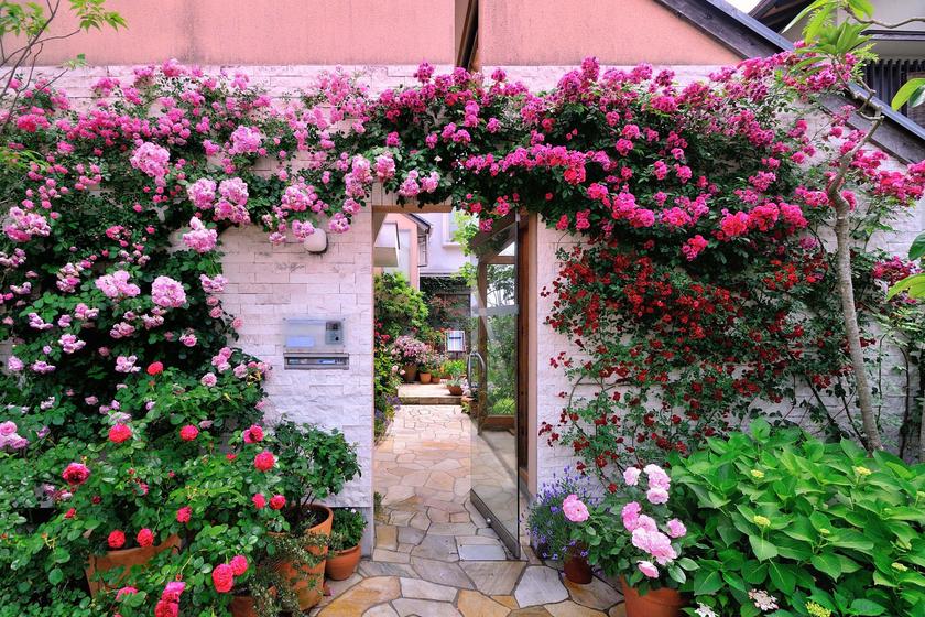 オススメのバラ その１ 玄関アプローチを彩るバラたち 風景 をつくるガーデニング術
