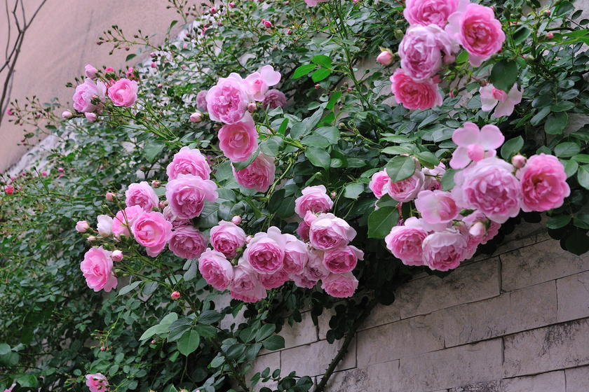 オススメのバラ その１ 玄関アプローチを彩るバラたち 風景 をつくるガーデニング術