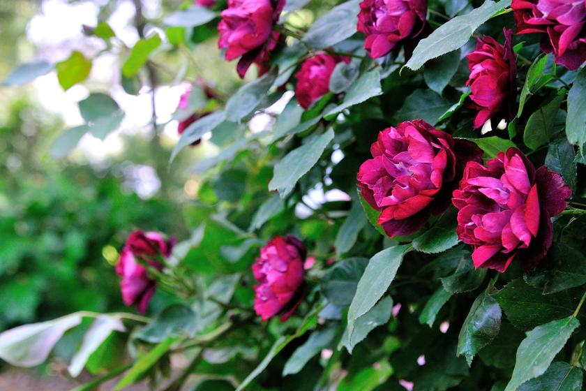 オススメのバラ その２ 花が美しいバラたち 風景 をつくるガーデニング術