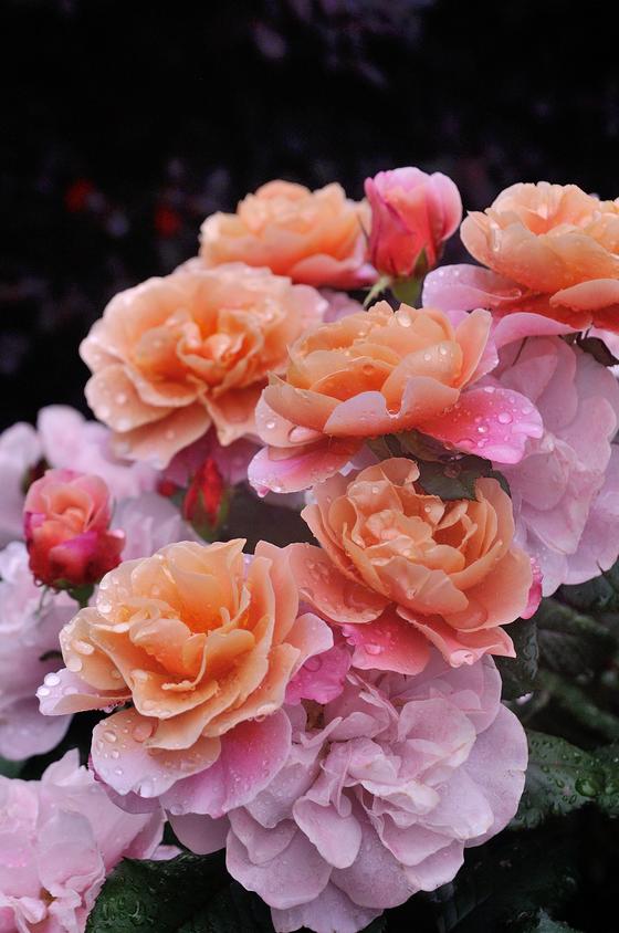 オススメのバラ その２ 花が美しいバラたち 風景 をつくるガーデニング術