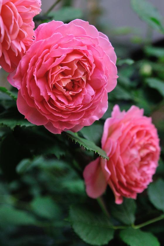 オススメのバラ、その２（花が美しいバラたち） - 「風景」をつくる