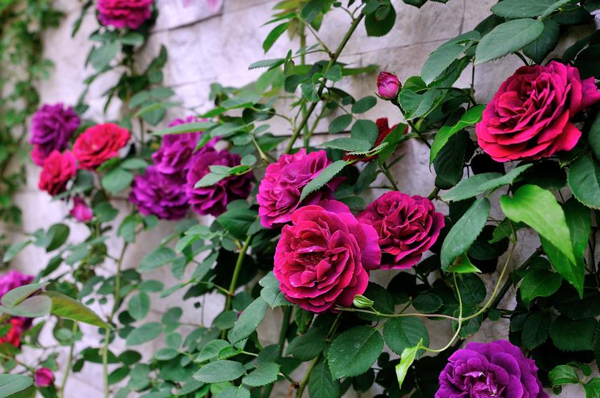 オススメのバラ その２ 花が美しいバラたち 風景 をつくるガーデニング術