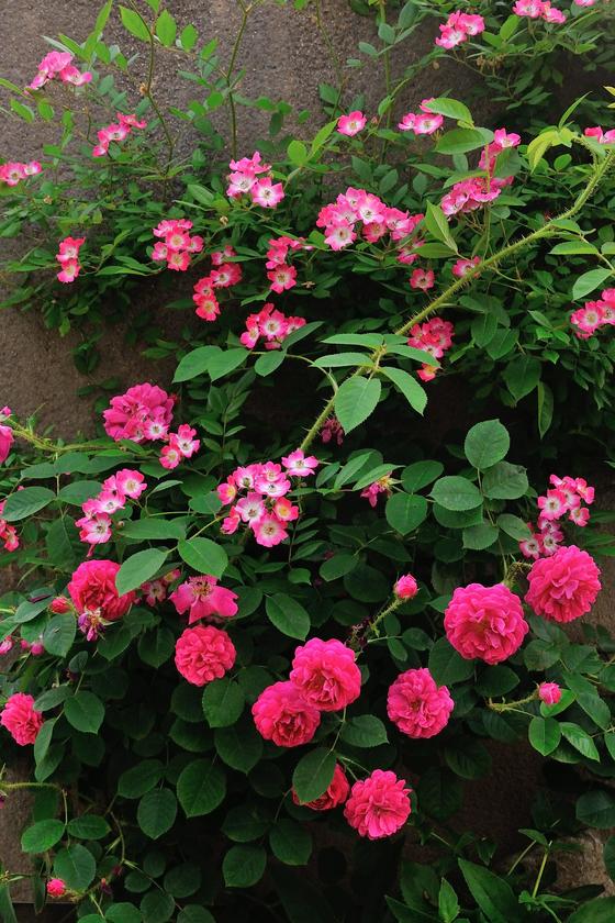 オススメのバラ その２ 花が美しいバラたち 風景 をつくるガーデニング術