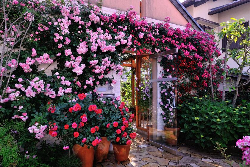 我が家の バラの壁庭 ができるまで 風景 をつくるガーデニング術