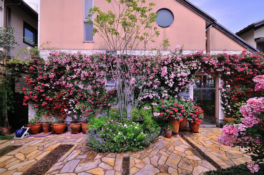 我が家の バラの壁庭 ができるまで 風景 をつくるガーデニング術