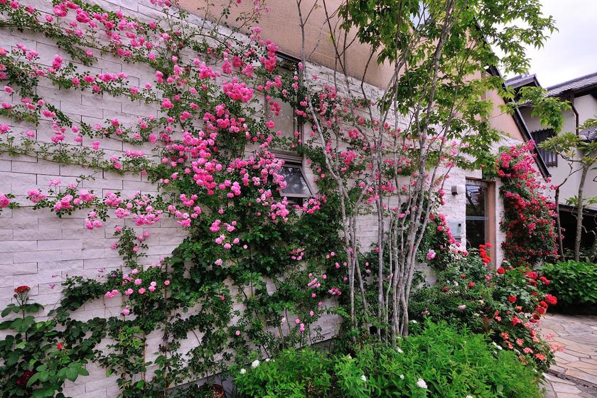 我が家の「バラの壁庭」ができるまで - 「風景」をつくるガーデニング術