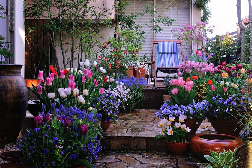 我が家のチューリップ 球根植物17 風景 をつくるガーデニング術