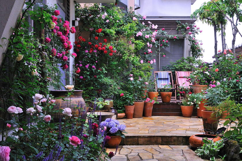 我が家の紫陽花ガーデン 風景 をつくるガーデニング術