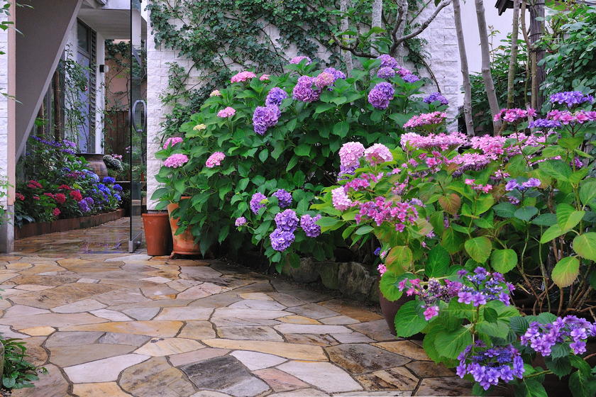 我が家の紫陽花ガーデン 風景 をつくるガーデニング術