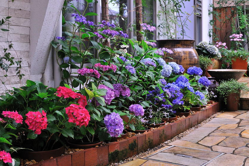 我が家の紫陽花ガーデン 風景 をつくるガーデニング術