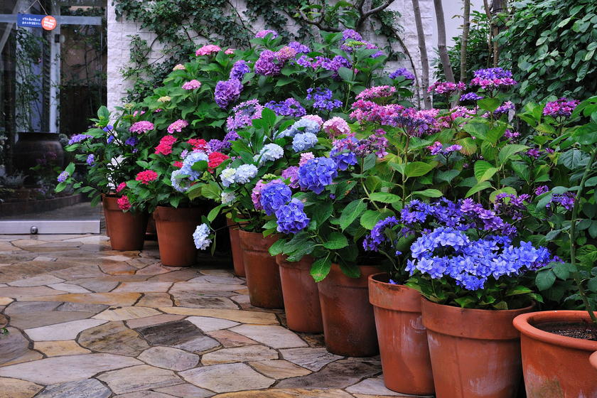 我が家の紫陽花ガーデン 風景 をつくるガーデニング術