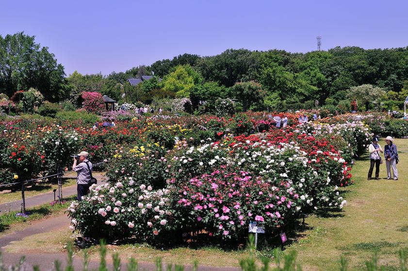 僕のおススメのバラ園 関東編 風景 をつくるガーデニング術