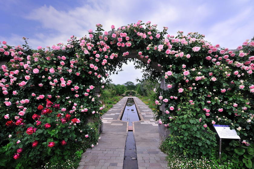 僕のおススメのバラ園 関東編 風景 をつくるガーデニング術