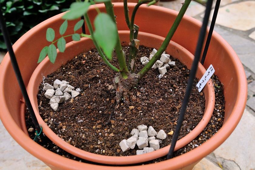 僕のおススメのバラの植え替え方法 風景 をつくるガーデニング術