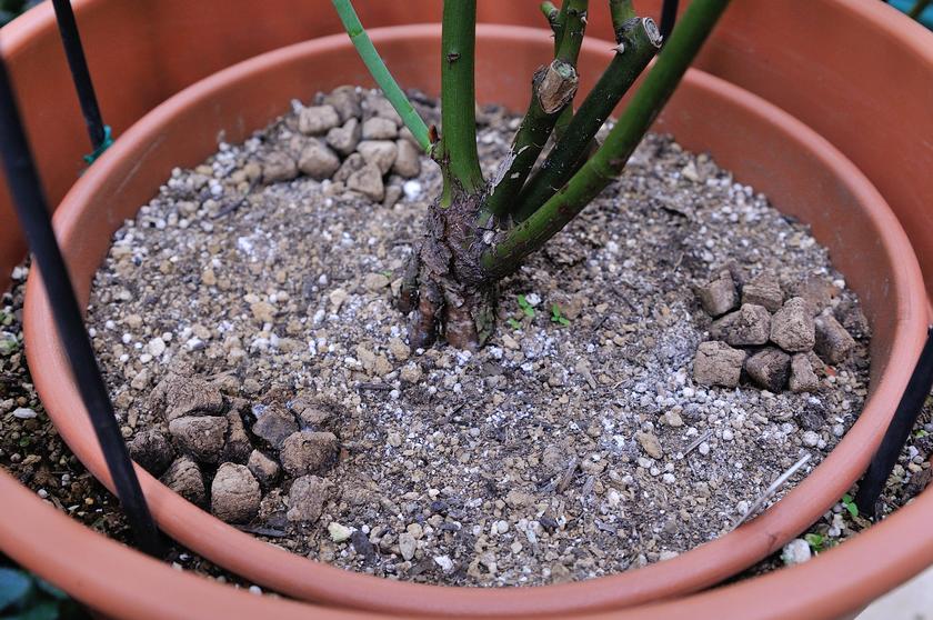 僕のおススメのバラの植え替え方法 風景 をつくるガーデニング術