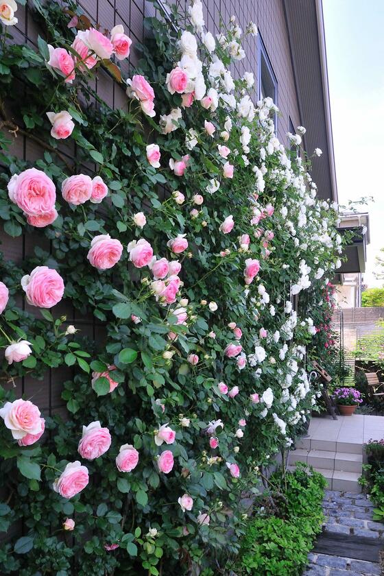 つるバラの庭に便利なガーデングッズを使ってみて 風景 をつくるガーデニング術