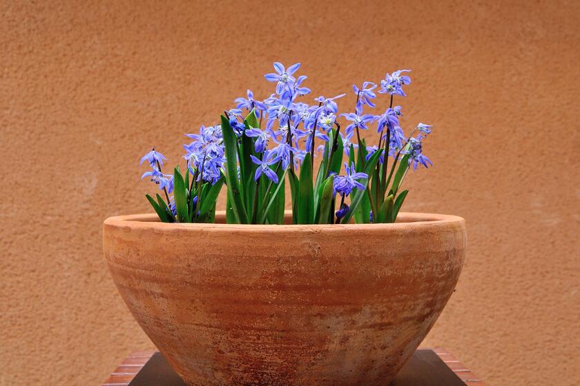 生命の神秘を感じる球根植物 シラーの開花 風景 をつくるガーデニング術