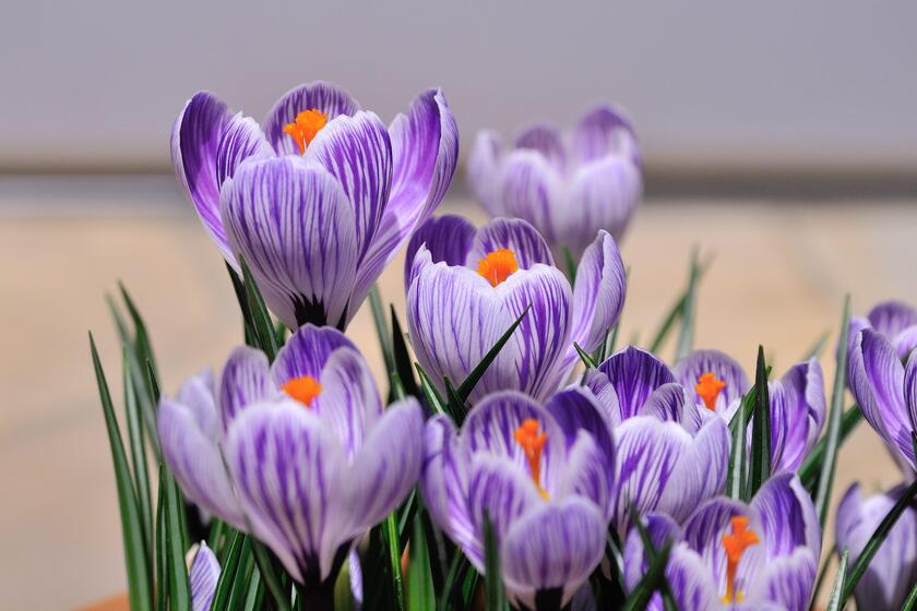 DSC_4982.jpg
