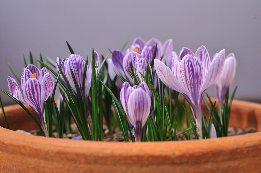 DSC_9819.jpg