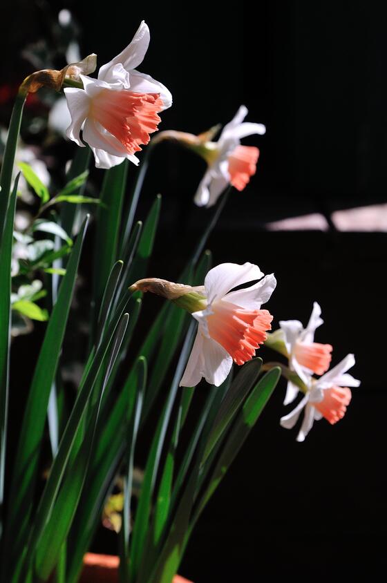 春の光を集める美しい球根植物 スイセン 風景 をつくるガーデニング術