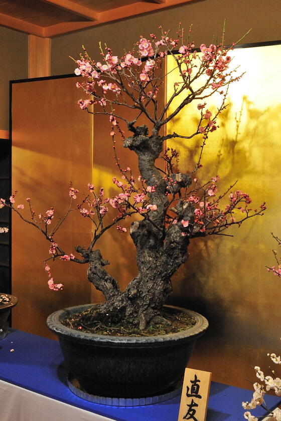 圧巻の梅の盆栽、『大和郡山・盆梅展』 - 「風景」をつくるガーデニング術