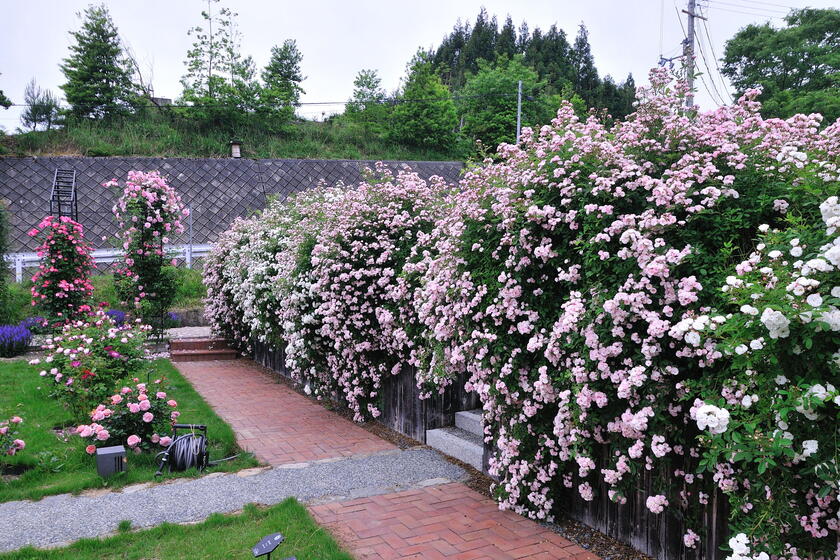 Stay Home ネットでオープンガーデン 京北バラ園 六ヶ畔 花簾庭 19 風景 をつくるガーデニング術