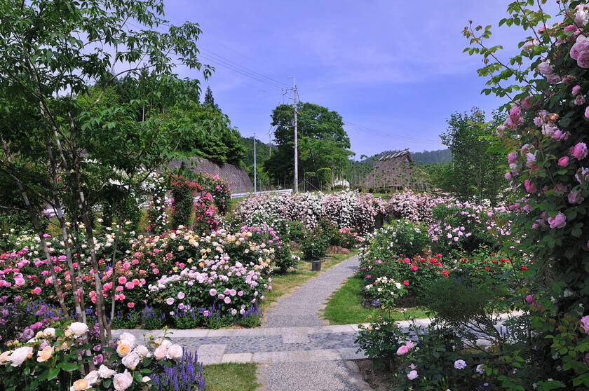 DSC_4606.jpg