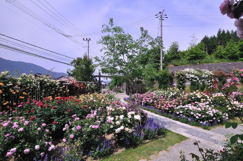DSC_4639.jpg