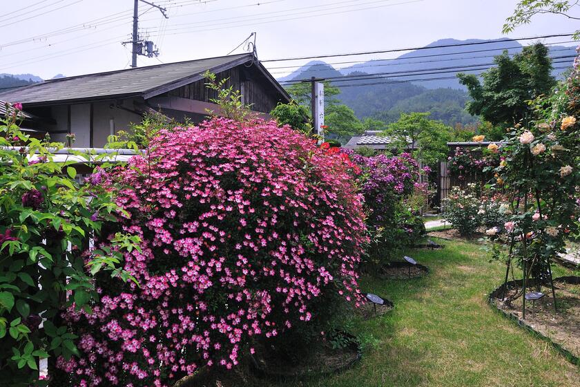 DSC_4690.jpg