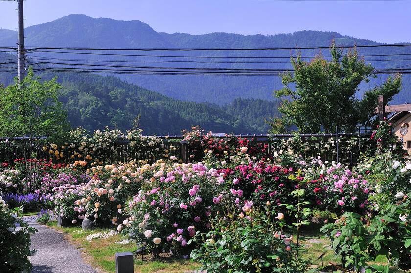 DSC_4766.jpg