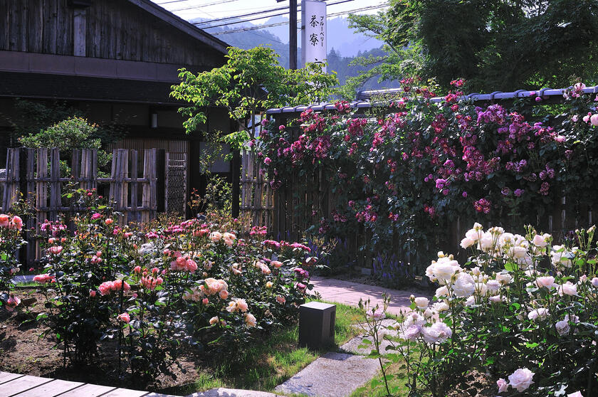 DSC_4822.jpg