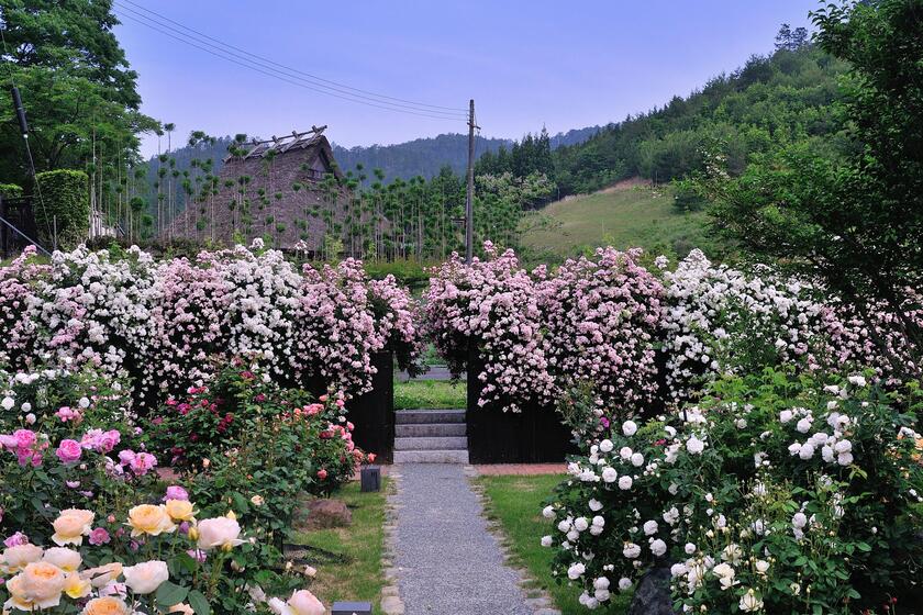 ネットでオープンガーデン 京北バラ園 六ヶ畔 花簾庭 後編 京北バラ園の見どころ 風景 をつくるガーデニング術