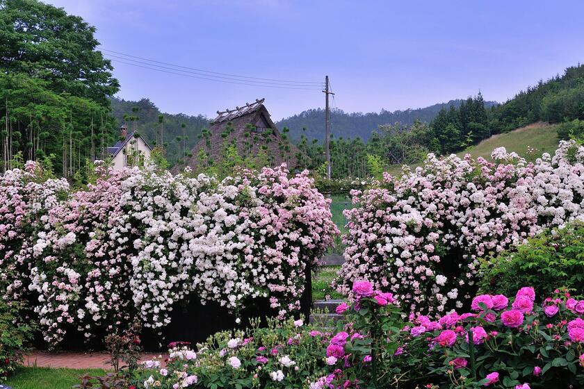 ネットでオープンガーデン 京北バラ園 六ヶ畔 花簾庭 後編 京北バラ園の見どころ 風景 をつくるガーデニング術