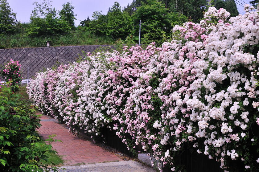 ネットでオープンガーデン 京北バラ園 六ヶ畔 花簾庭 前編 前年との比較 風景 をつくるガーデニング術